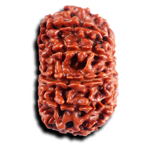 11 Mukhi Nepalese Rudraksha - Bead No. 391