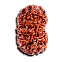 Load image into Gallery viewer, 11 Mukhi Nepalese Rudraksha - Bead No. 391
