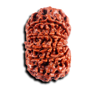 11 Mukhi Nepalese Rudraksha - Bead No. 391