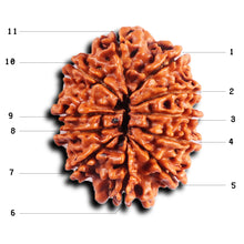 Load image into Gallery viewer, 11 Mukhi Nepalese Rudraksha - Bead No. 392
