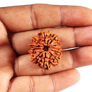 11 Mukhi Nepalese Rudraksha - Bead No. 392