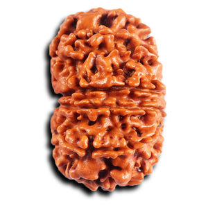 11 Mukhi Nepalese Rudraksha - Bead No. 392