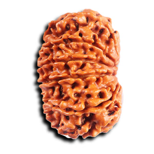 11 Mukhi Nepalese Rudraksha - Bead No. 392