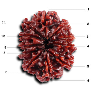 11 Mukhi Nepalese Rudraksha - Bead No. 393