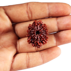 11 Mukhi Nepalese Rudraksha - Bead No. 393