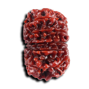 11 Mukhi Nepalese Rudraksha - Bead No. 393