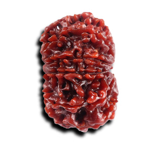 11 Mukhi Nepalese Rudraksha - Bead No. 393