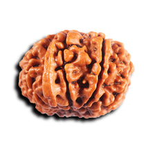 Load image into Gallery viewer, 11 Mukhi Nepalese Ganesha Rudraksha - Bead No. 394
