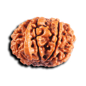 11 Mukhi Nepalese Ganesha Rudraksha - Bead No. 394