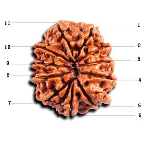 11 Mukhi Nepalese Ganesha Rudraksha - Bead No. 394