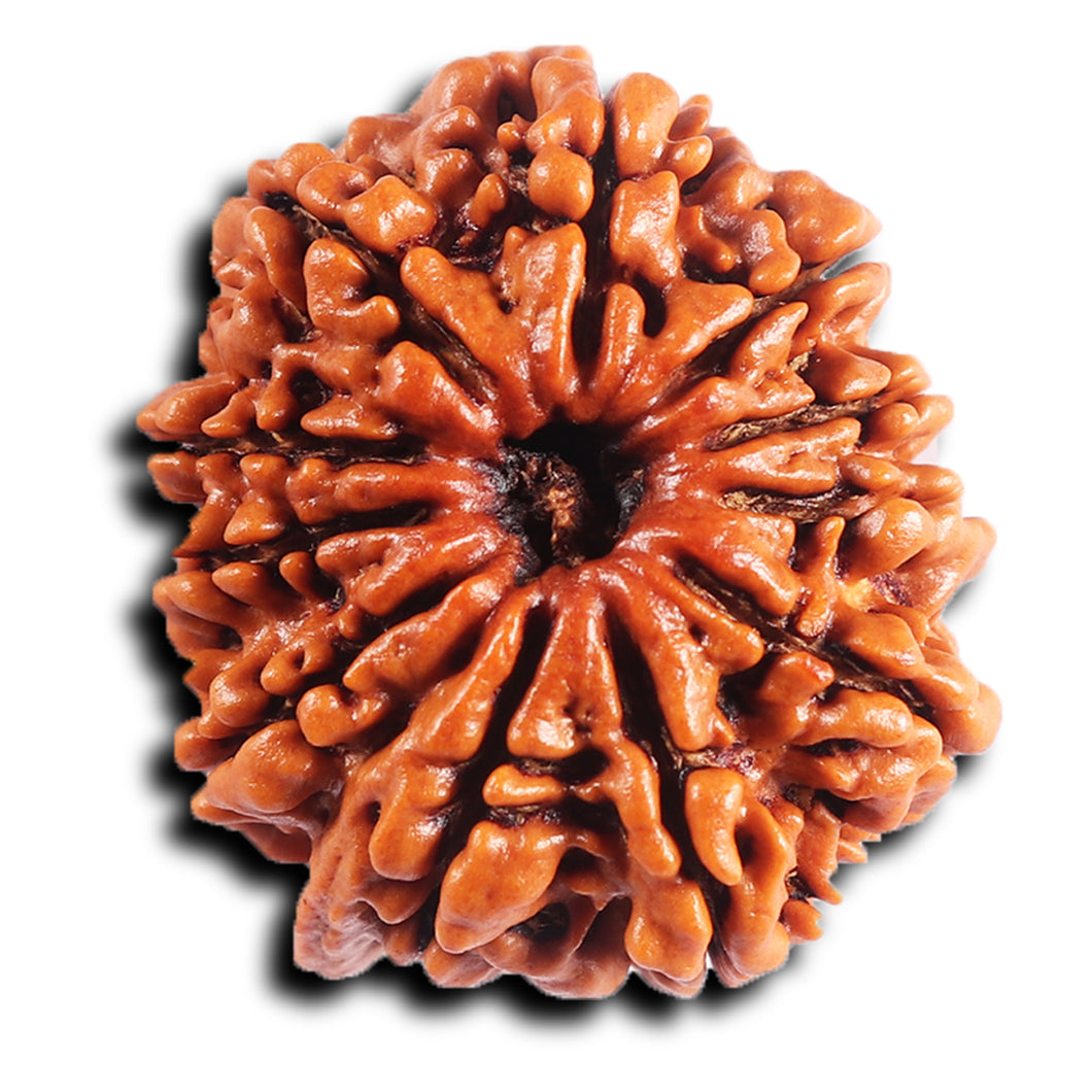 11 Mukhi Nepalese Ganesha Rudraksha - Bead No. 394