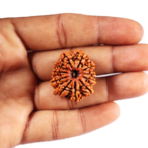 11 Mukhi Nepalese Ganesha Rudraksha - Bead No. 394