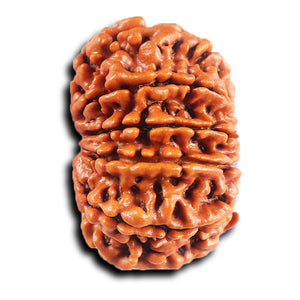 11 Mukhi Nepalese Ganesha Rudraksha - Bead No. 394