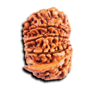 11 Mukhi Nepalese Ganesha Rudraksha - Bead No. 394