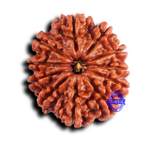 11 Mukhi Nepalese Rudraksha - Bead No. 370