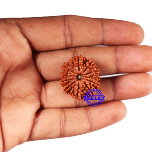 11 Mukhi Nepalese Rudraksha - Bead No. 370