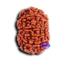 Load image into Gallery viewer, 11 Mukhi Nepalese Rudraksha - Bead No. 370
