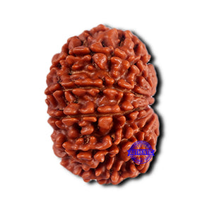 11 Mukhi Nepalese Rudraksha - Bead No. 370