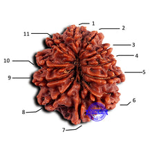 Load image into Gallery viewer, 11 Mukhi Nepalese Rudraksha - Bead No. 371
