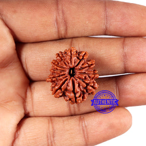 11 Mukhi Nepalese Rudraksha - Bead No. 371