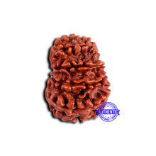 Load image into Gallery viewer, 11 Mukhi Nepalese Rudraksha - Bead No. 371
