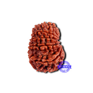 11 Mukhi Nepalese Rudraksha - Bead No. 371