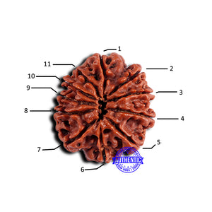 11 Mukhi Nepalese Rudraksha - Bead No. 372