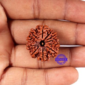 11 Mukhi Nepalese Rudraksha - Bead No. 372