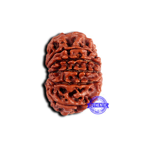 11 Mukhi Nepalese Rudraksha - Bead No. 372