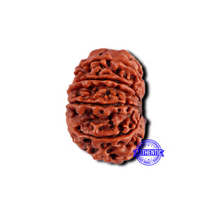 11 Mukhi Nepalese Rudraksha - Bead No. 372