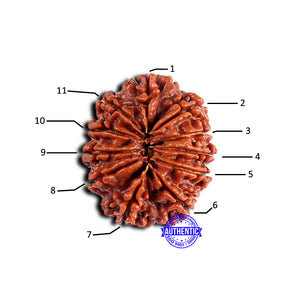 11 Mukhi Nepalese Rudraksha - Bead No. 373