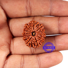 Load image into Gallery viewer, 11 Mukhi Nepalese Rudraksha - Bead No. 373
