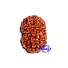 Load image into Gallery viewer, 11 Mukhi Nepalese Rudraksha - Bead No. 373
