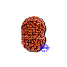 Load image into Gallery viewer, 11 Mukhi Nepalese Rudraksha - Bead No. 373
