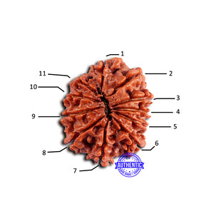 11 Mukhi Nepalese Rudraksha - Bead No. 374