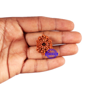 11 Mukhi Nepalese Rudraksha - Bead No. 374