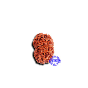 11 Mukhi Nepalese Rudraksha - Bead No. 374