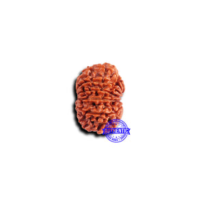 11 Mukhi Nepalese Rudraksha - Bead No. 374