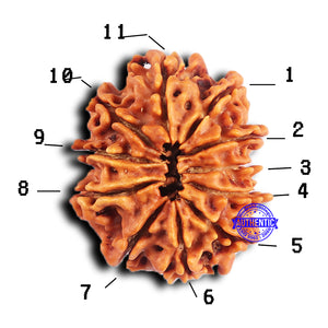 11 Mukhi Nepalese Rudraksha - Bead No. 375