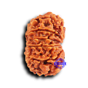 11 Mukhi Nepalese Rudraksha - Bead No. 375