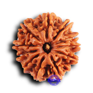 11 Mukhi Nepalese Rudraksha - Bead No. 377