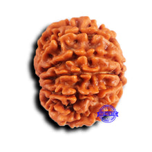 Load image into Gallery viewer, 11 Mukhi Nepalese Rudraksha - Bead No. 377
