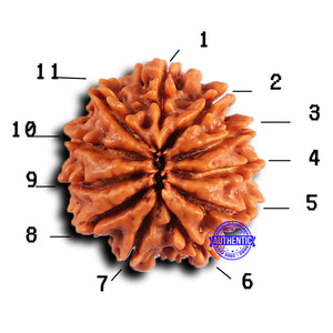 11 Mukhi Nepalese Rudraksha - Bead No. 377