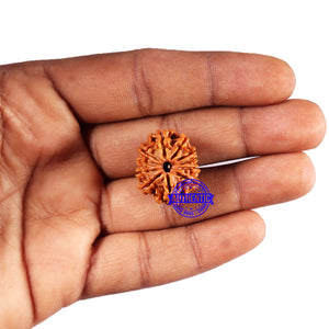 11 Mukhi Nepalese Rudraksha - Bead No. 379