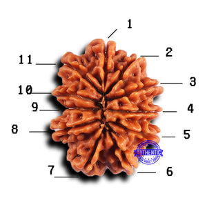 11 Mukhi Nepalese Rudraksha - Bead No. 381