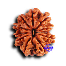 Load image into Gallery viewer, 11 Mukhi Nepalese Rudraksha - Bead No. 381
