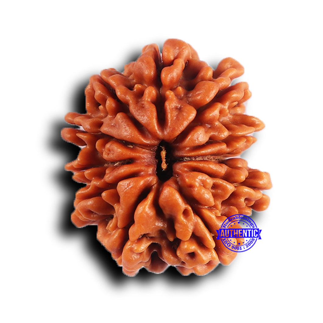 11 Mukhi Nepalese Rudraksha - Bead No. 381