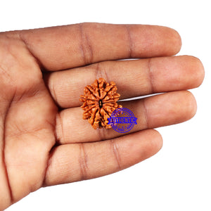 11 Mukhi Nepalese Rudraksha - Bead No. 381