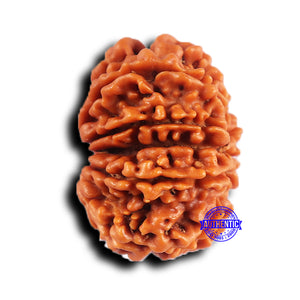 11 Mukhi Nepalese Rudraksha - Bead No. 381