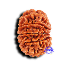 Load image into Gallery viewer, 11 Mukhi Nepalese Rudraksha - Bead No. 381
